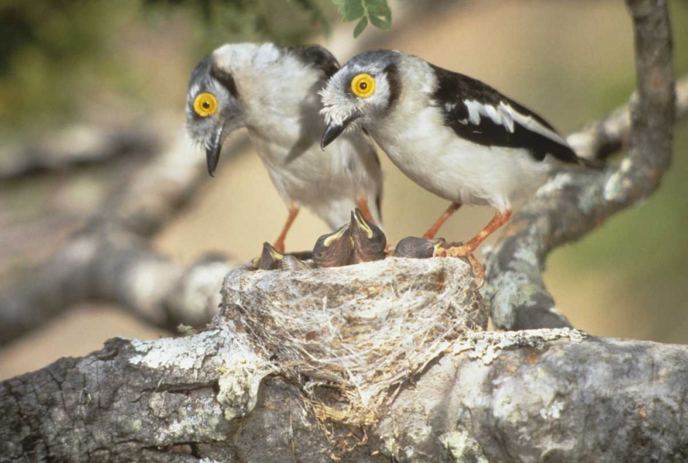 Zimbabwe Helmetshrike on nest with babies